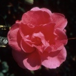 Maihong Guiye